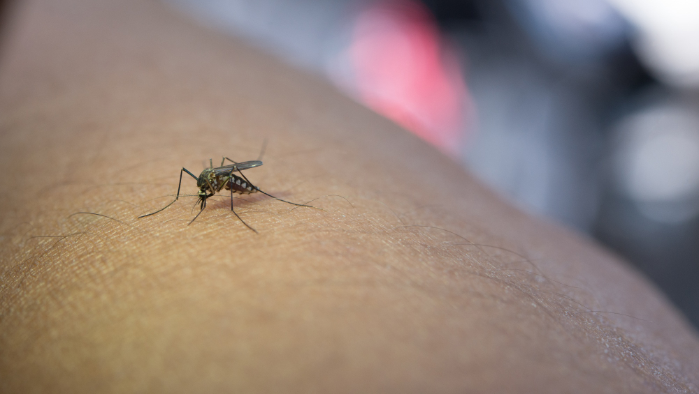 Aedes Aegypti doenças transmitidas pelo mosquito e como se prevenir